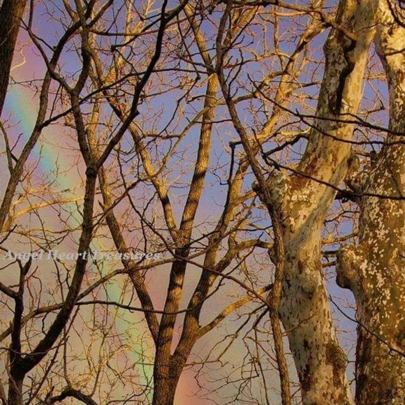 4x6 Original Photo Pastel Rainbow with Sycamores - Picture 1 of 1